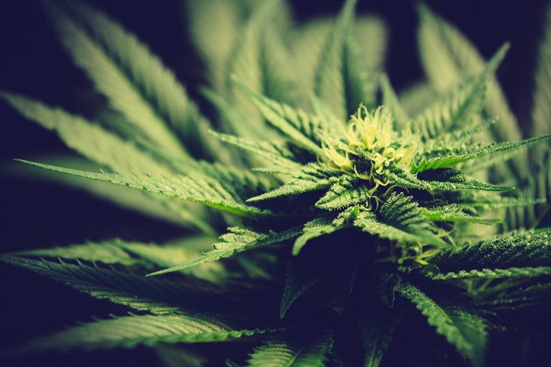 Medical Marijuana